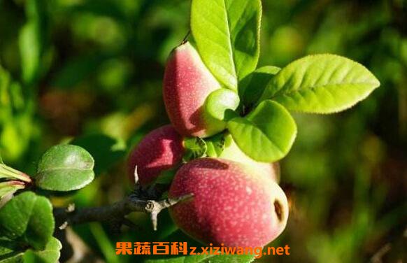 ëҶľ�ϵĹ�Ч������ ëҶľ�ϵ�ҩ�ü�ֵ