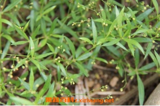 ���ײݵĹ�Ч������ ���ײݵ�ҩ�ü�ֵ����Щ