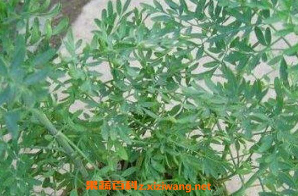 ���ײݵ������빦Ч