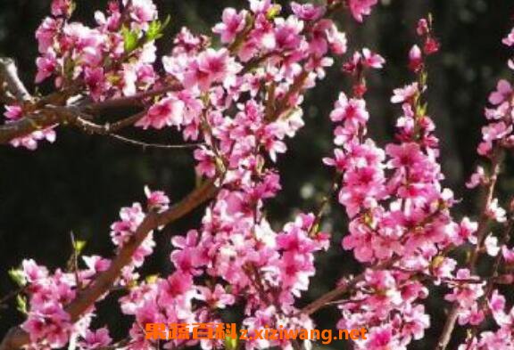 �һ����Ĺ�Ч������