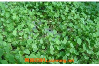 ��ޣ�ݵĹ�Ч������ ��ޣ����ô��