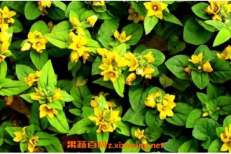 С��·�ƵĹ�Ч������ С��·�Ƶ�ҩ�ü�ֵ