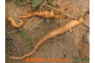 Ұ���ػ���ô�� Ұ���ػƵ�ʳ�÷���