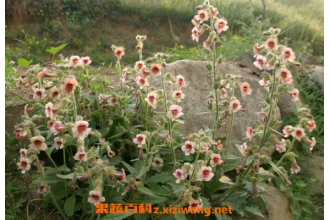 �ػƻ���ˮ�ȵĹ�Ч������ �ػƻ���ˮ�ĺô���