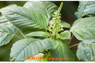 ��ͷ���������ȵ����� �԰�ͷ�ȵĺô�