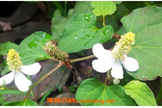 ު�˵Ĺ�Ч������ ު�˵Ľ���