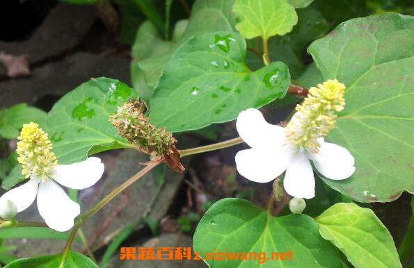 ު�˵Ĺ�Ч������ ު�˵Ľ���