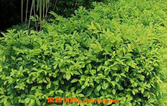 �ƽ�Ҷ��ô�� ��ֲ�ƽ�Ҷ����������