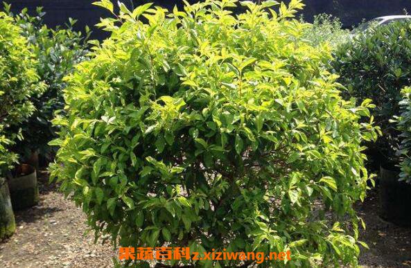 �ƽ�Ҷ��ô�� ��ֲ�ƽ�Ҷ����������