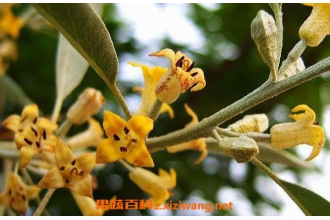 ɳ�滨��ˮ�Ĺ�Ч������ ɳ�滨��ˮ�ĺô�����