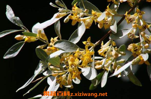 沙枣花泡水的功效与作用沙枣花泡水的好处有哪些 花卉 做法 功效与作用 营养价值www Asqxzs Com 沙枣花泡水的功效与作用沙枣花泡水的好处有哪些 花卉 做法 功效与作用 营养价值www Asqxzs Com