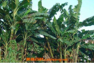 �Ž����˵Ĺ�Ч������ �Ž����˵�ҩ�ü�ֵ