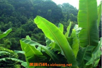 �Ž�����ˮ��ʲô��Ч �Ž���ˮ�Ĺ�Ч������