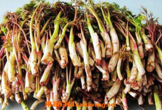 ާ�˺ͺ��ȵ����� ��ާ�˵ĺô�
