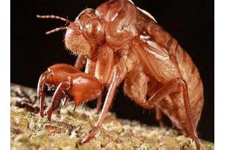 ֪�˿ǵĹ�Ч������ ֪�˿ǵ�ҩ�ü�ֵ