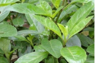 ��ҩ����ݵĹ�Ч������ ����ݵ�ҩ�ü�ֵ