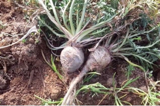 �꿨��ô�� �꿨��ʳ�÷���