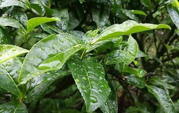 �ඡ�����Ĺ�Ч������