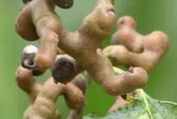 ���ٹ��ݾƵĹ�Ч������