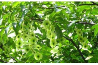 ��Ǯ���Ĺ�Ч������ ��Ǯ�����ںȵĻ���
