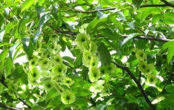 ��Ǯ���Ĺ�Ч������ ��Ǯ�����ںȵĻ���