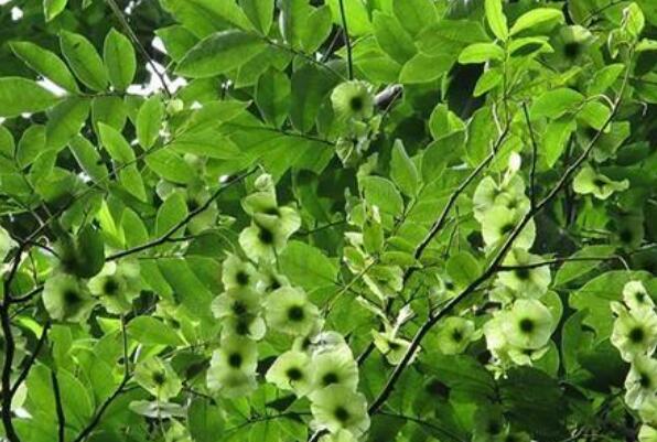 ��Ǯ���Ĺ�Ч������ ��Ǯ�����ںȵĻ���