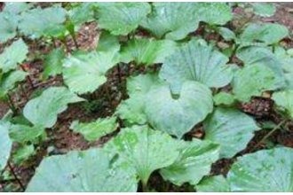 ������Ĺ�Ч������ �������ҩ�ü�ֵ