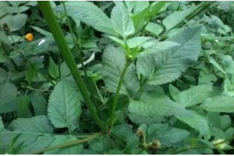 ����ݵĹ�Ч������ ����ݵĽ���