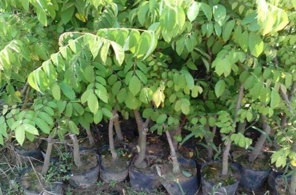 ɽ���ҲݵĹ�Ч������