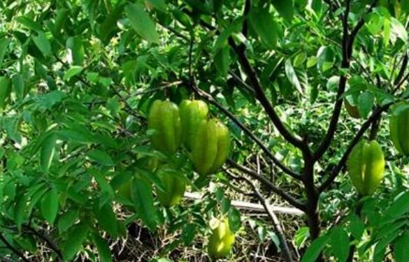 ���������Ĺ�Ч������