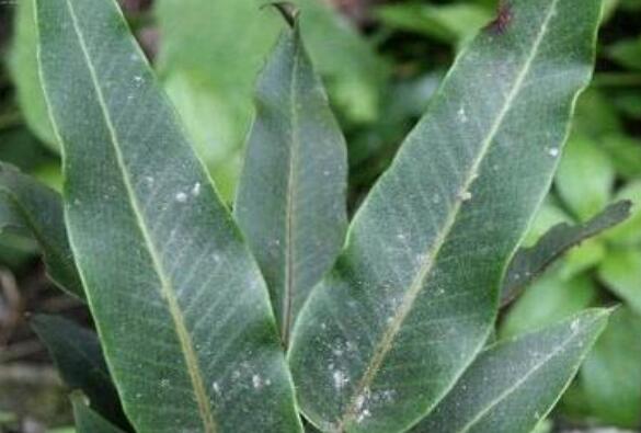 ʯέ�Ĺ�Ч������ ʯέ��ҩ�ü�ֵ