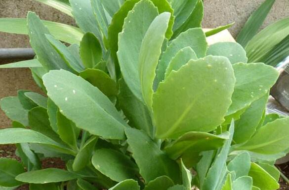 �������ߵĹ�Ч������ �������ߵ�ҩ�ü�ֵ