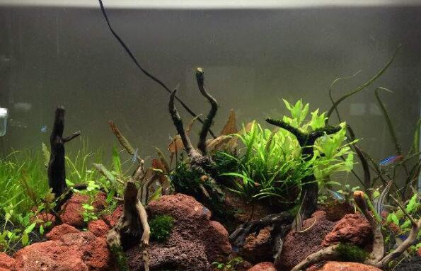 �ž�����ľ������ ��ľ��ʲô����