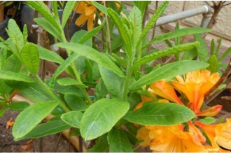 �ƶž���Ĺ�Ч�����ü�ҩ�ü�ֵ