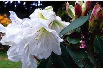 �׻��ž���Ĺ�Ч�����ü�ҩ�ü�ֵ