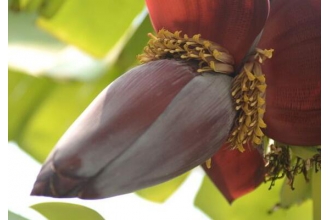 �㽶���������빦Ч ���㽶���ĺô�����Щ