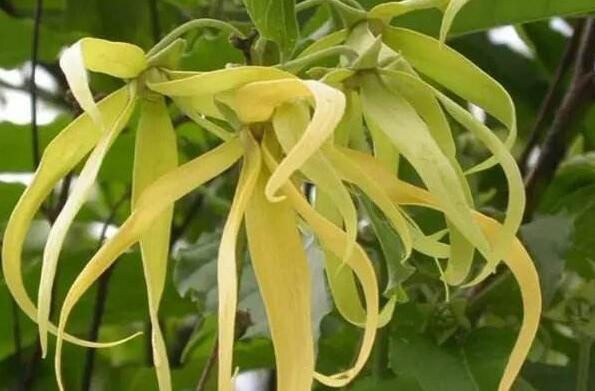 兰花 兰花怎么养殖 兰花的功效与作用 兰花的养殖方法 果蔬百科全说www Asqxzs Com 兰花 兰花怎么养殖 兰花的功效与作用 兰花的养殖方法 果蔬百科全说www Asqxzs Com