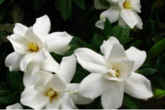 �������ӻ���ô�� �������ӻ���ʳ�÷���