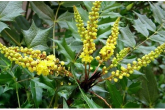 �̻ưصĹ�Ч�����ü�������