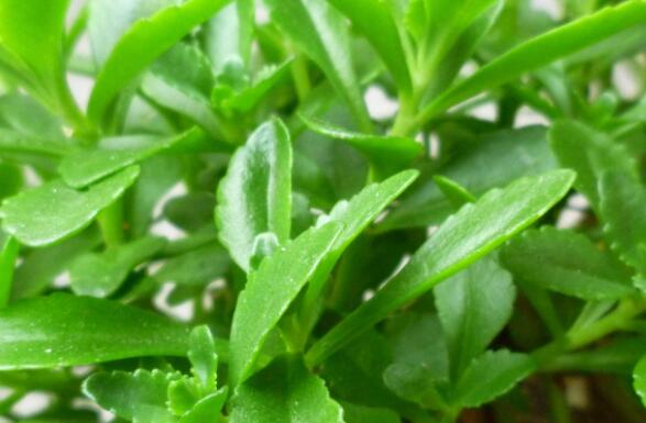 �������ߵĹ�Ч�����ü�ҩ�ü�ֵ