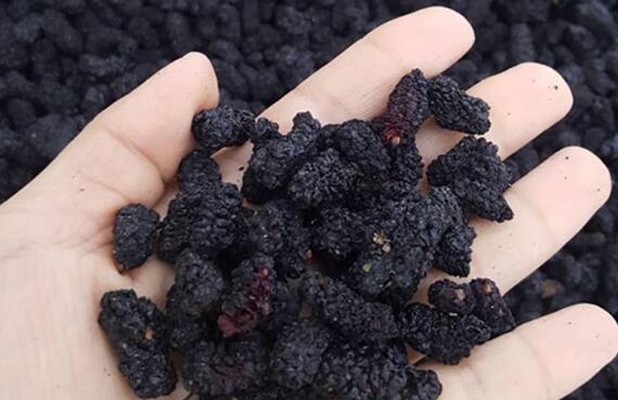 ɣ�ظ���ô�� ɣ�ظɵļ�ͥ��������