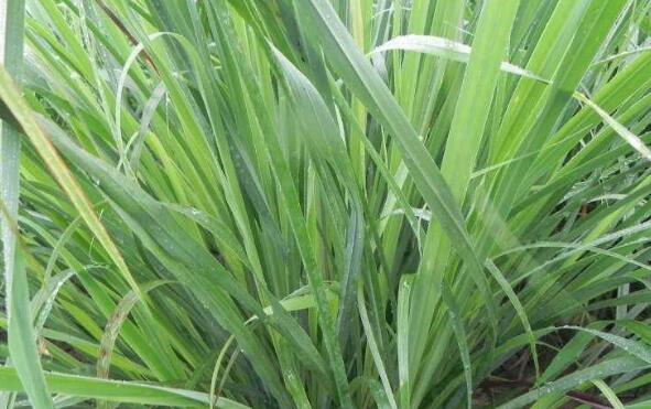 ���ʲݵĹ�Ч������ ���ʲݵ�ҩ�ü�ֵ