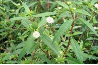 ī�����Ĺ�Ч������ ī�����ĸ�����