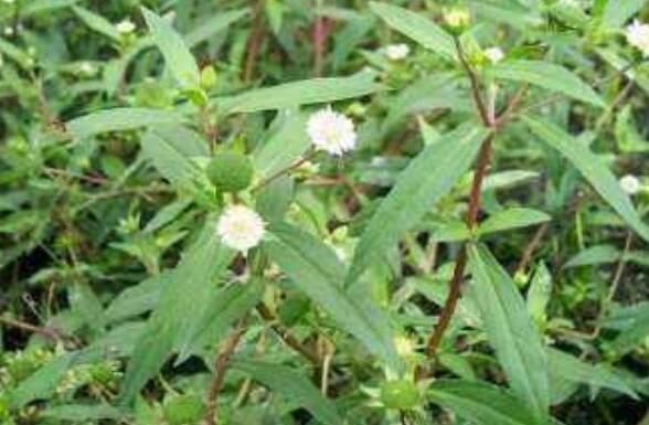 ī�����Ĺ�Ч������ ī�����ĸ�����