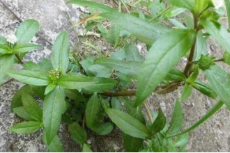 ī������ô�� ī������ʳ�÷���