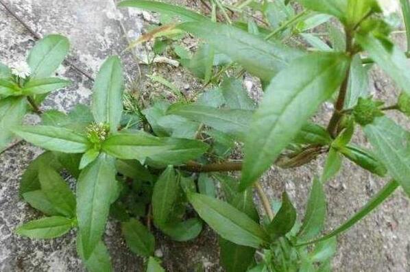 ī������ô�� ī������ʳ�÷���