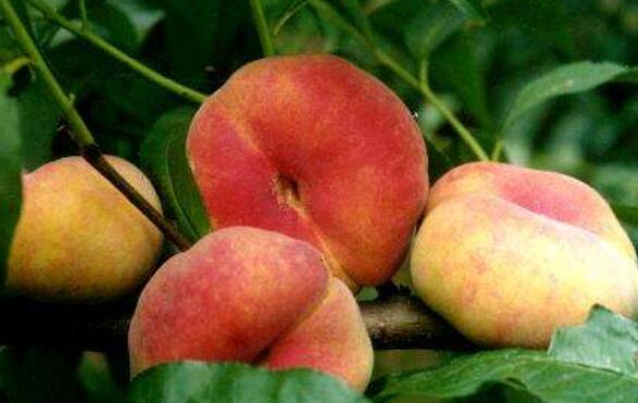 ��Һ����ӵ�����