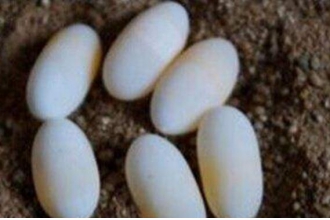 ���㵰�Ĺ�Ч������ ���㵰�ĸ�����