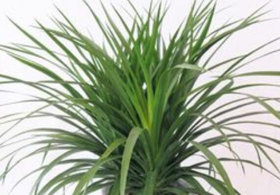 ��Ѫ����ô��ֳ ��Ѫ������ֳ����