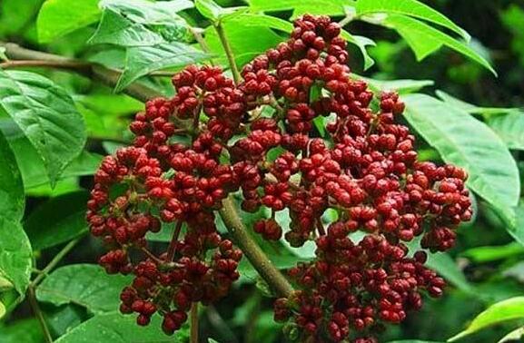 �����ǵĹ�Ч�����ü�������